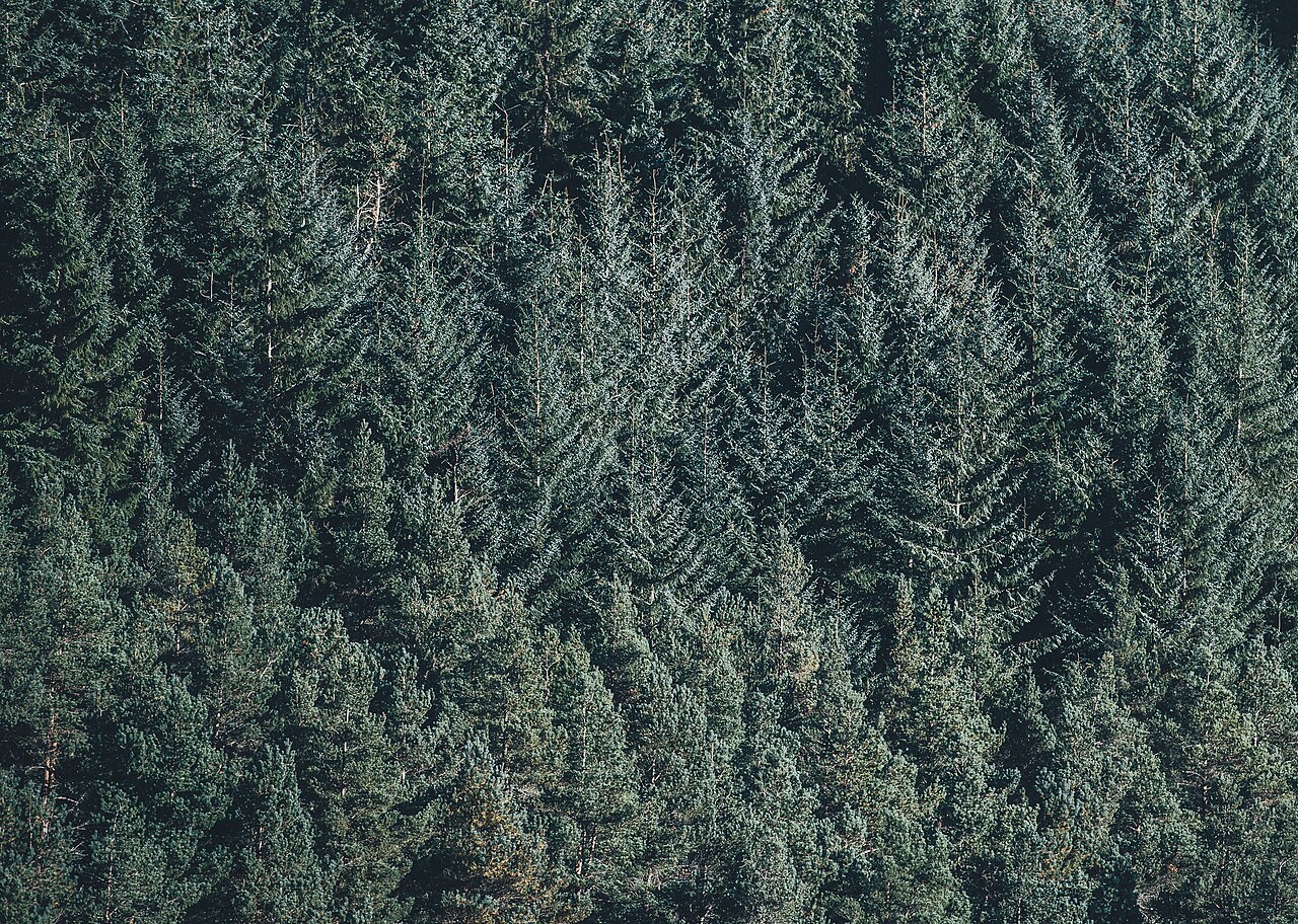 Aerial view of pine woods